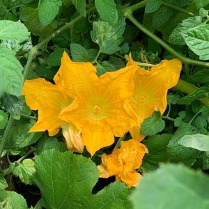 Meet your Posher, Sukhi